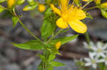 False spotted St. Johnswort